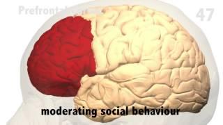 The Prefrontal Cortex in 60 seconds