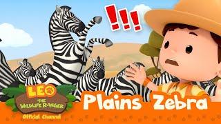 Stop the STAMPEDE of ZEBRAS!  | Plains Zebra | Leo the Wildlife Ranger | #compilation