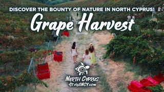 Grape Harvest in North Cyprus: Discover the Bounty of Nature!