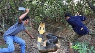 NEW Whatapps funny videos the boy caught the giant snake funny videos 2017