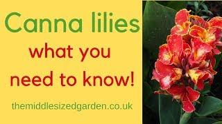 Canna lilies - everything you need to know about how to choose and grow cannas