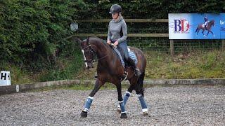 FIRST TRAINING SESSION BACK HOME // Neurotic dressage horse