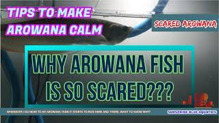 Arowana Fish is Scared - Easy ways to Recover Arowana from Stress