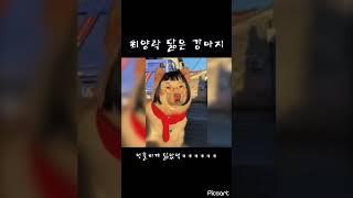 최양락 닮은 강아지 ㅋㅋㅋㅋㅋㅋㅋ