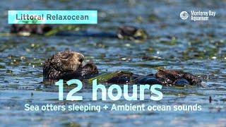 12 Hours Of Sea Otters Sleeping In Monterey Bay | Ambient Ocean Sounds | Littoral Relaxocean