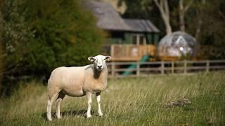 Bob's Tree Lodge | Quality Unearthed | Warwickshire | England