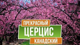 Декоративные деревья. Церцис канадский - Багрянник