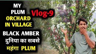 MY PLUM ORCHARD IN VILLAGE | BLACK AMBER | MOUNTAIN EXPLORER HP