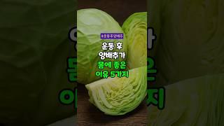 운동 후 피로가 확 사라지는 양배추의 힘! 5가지 효능! #양배추효능 #운동후회복 #근육통완화 #항산화음식 #전해질보충 #염증완화 #근육건강 #소화건강 #식이섬유 #100세건강비결