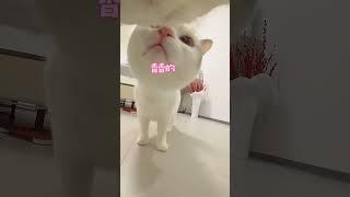 当我带话痨猫去朋友家玩，全程会被它笑si#年轻人养宠图鉴 #阿咪