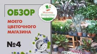 #4 Новое поступление цветов из Голландии.  Комнатные растения, которые очень хочется купить