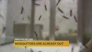 Sacramento region seeing uptick in 'hungry,' 'aggressive' mosquitoes