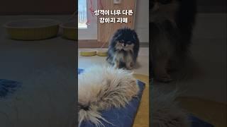 성격이 너무 다른 포메라니안 강아지 자매