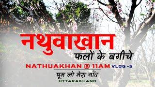 Nathuakhan @ 11am  |  नथुवाखान में फलों के बगीचे  | Nathuakhan Mukteshwar Nainital | CheckInNews