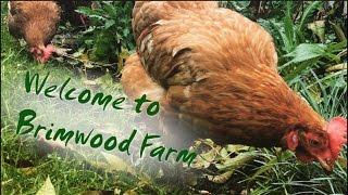 Welcome to Brimwood Farm