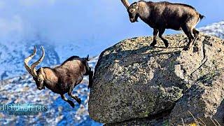 IBEX - Flying Mountain Goats