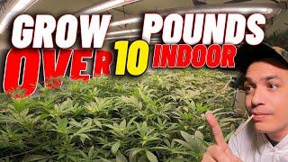 HOW I GROW OVER 10 POUNDS OF INDOOR WEED FC-E8000 & FC-E1000 WEEK 1 OF FLOWER