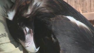 Wedge-tail Eagle cuddles Ranger Anna