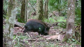 2 HOGS KILLED WITH ONE ARROW!  Bow hunting for Wild Hogs in the Florida Swamp