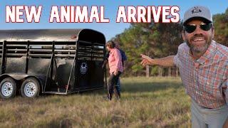 She Is Here! (New Animal On The Farm)