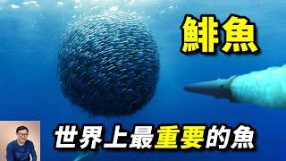 用魚雷轟炸鯡魚群，到底是在幹嘛？鯡魚罐頭挑戰，原來都吃錯了！世界上最重要的魚來啦【老肉雜談】#動物 #海洋生物 #海鮮 #魚 #fish