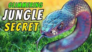 Snake Experts Reveal the SHOCKING Truth About White Rainbow Boa