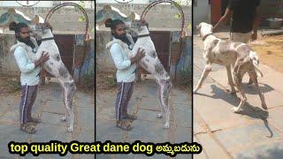 top quality Great dane dog for sale in telugu/ 6304 753 301 /aj pets