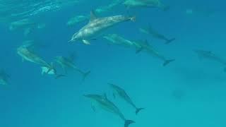 Dolphin house red sea 2022 south safary