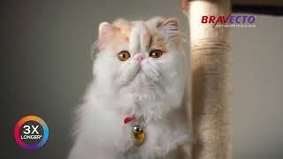 Bravecto® Spot-On For Cats