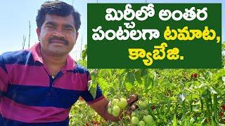 Mirchi Crop In Telugu|Mirchi Cultivation|Mirchi Farming|Chilli Farming|మిరప సాగు.