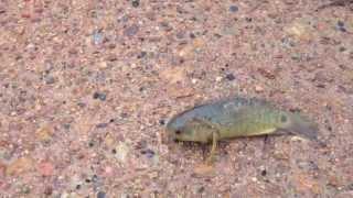 Why did the climbing perch cross the road?