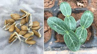 How to grow pumpkin from seeds at home | Method of propagation of pumpkin from seeds