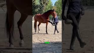 Ready 4 showing off his Spanish Walk and nailing it!