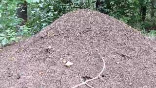 Formica sp. - Wood ants -  Bory Tucholskie (mound nest)