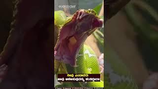 Watch Video: ನೀವು ಎಂದಾದರು ಹಾವು ಆಕಳಿಸುವುದನ್ನು ಕಂಡಿದ್ದೀರಾ…! | Udayavani