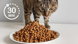 30 minute Compilation | Cat Eating Dry Food | ASMR 