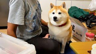 Shibe escapes floodwaters to temporary housing and squeezes into his mother's cushion.