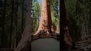 Giant Sequoia tree, the tallest and largest tree #nature #giant #trees