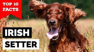 Irish Setter - Top 10 Facts