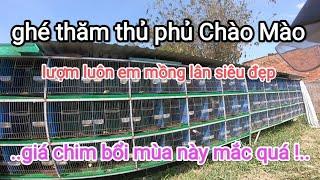 Ghé thăm thủ phủ Chào Mào lớn nhất nhì Sài Gòn vô tình hốt luôn em mồng lân siêu đẹp