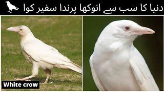 #KarachiAlerts :: A "#whitecrow" in #India refers to a rare #albino #crow, #India #update #Viral