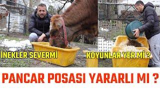 PANCAR KÜSPESİ POSASI HAYVANA YARAR MI?