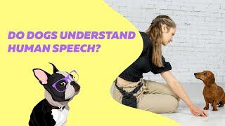 Do Dogs Understand Human Speech? | EveryDoggy