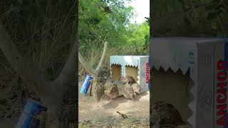 Simply Catching Quail With Cardboard Box #ytshorts #shorts #simplediy