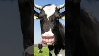 The cow that fooled everyone