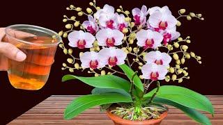 Just water this! Orchids immediately grow thousands of roots and bloom all year round!