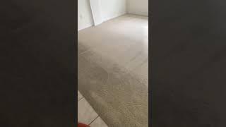 carpet cleaning land o lakes