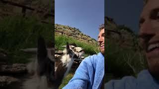 Human Arguing with Goat Hilarious #animals #babyanimals #goat #animalshorts #pets #animalshorts