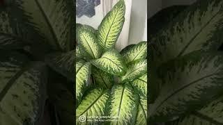 Dieffenbachia: The Easiest Houseplant to Care For