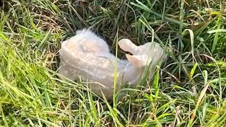 Man found a strange white deer in his garden, when he knew the truth he was shocked